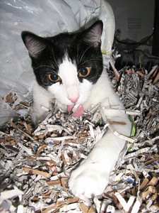 Squeaky vs. the bag of shredded paper by oddharmonic on Flickr