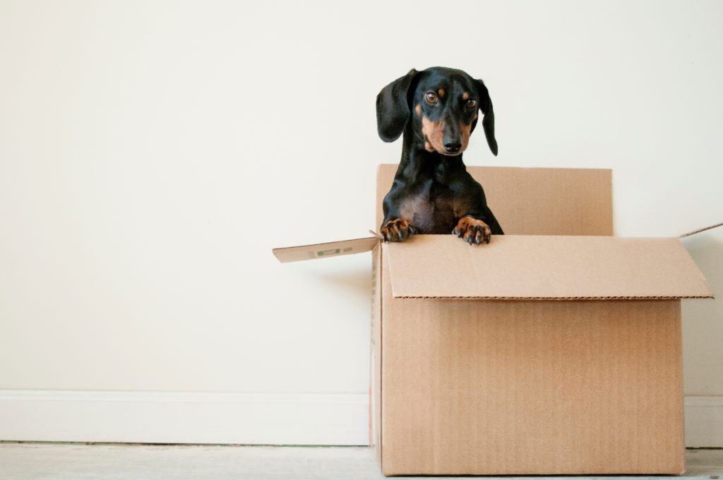 Puppy in a box, dawwwwwwwww