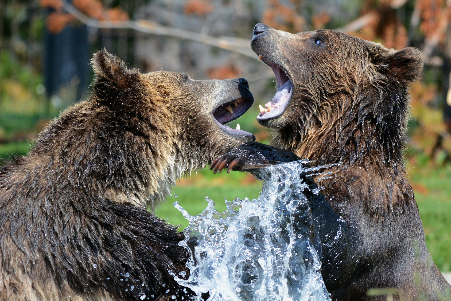 Grizzly Bears Fighting